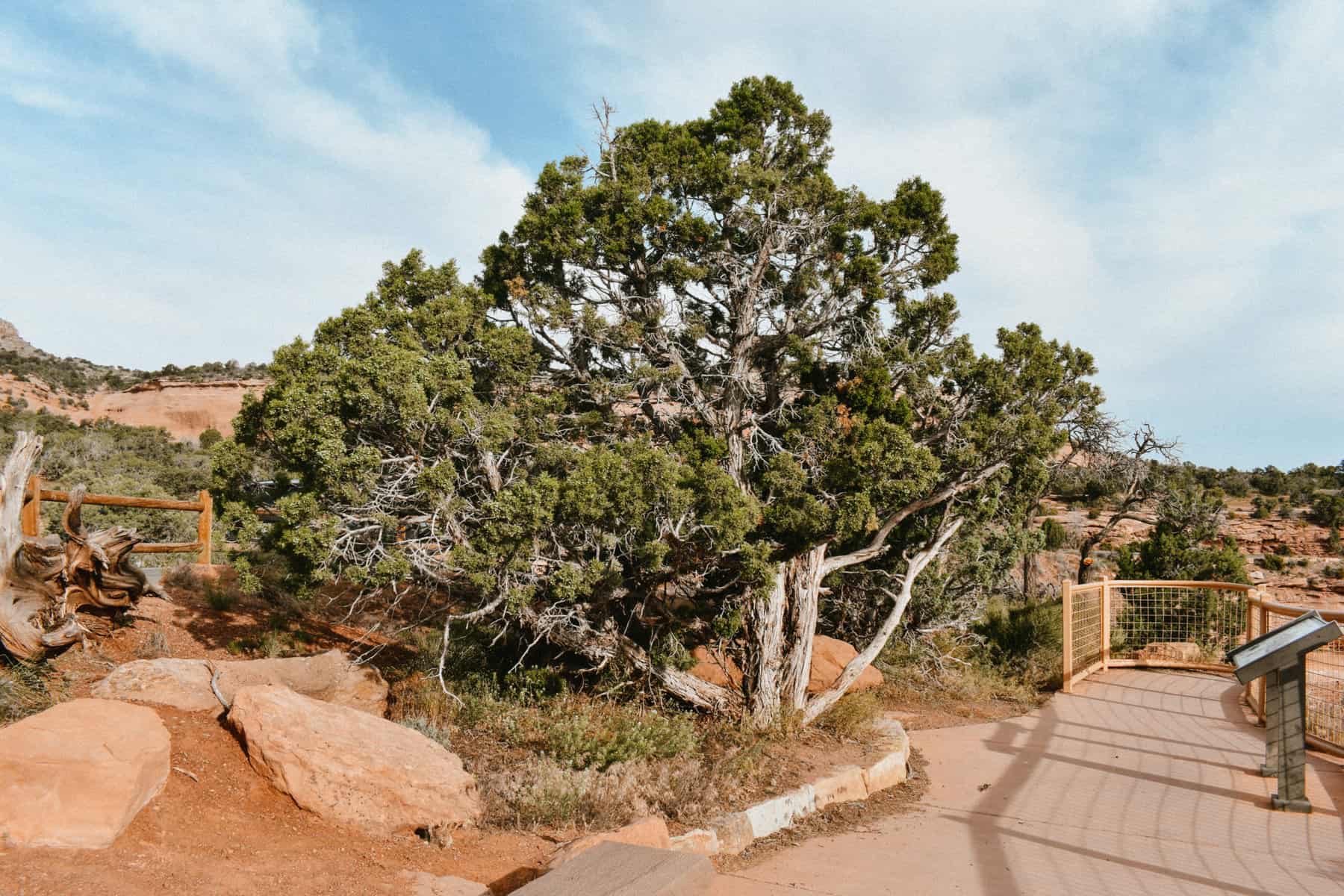 A beautiful tree with red rocks and dirt surrounding it.
