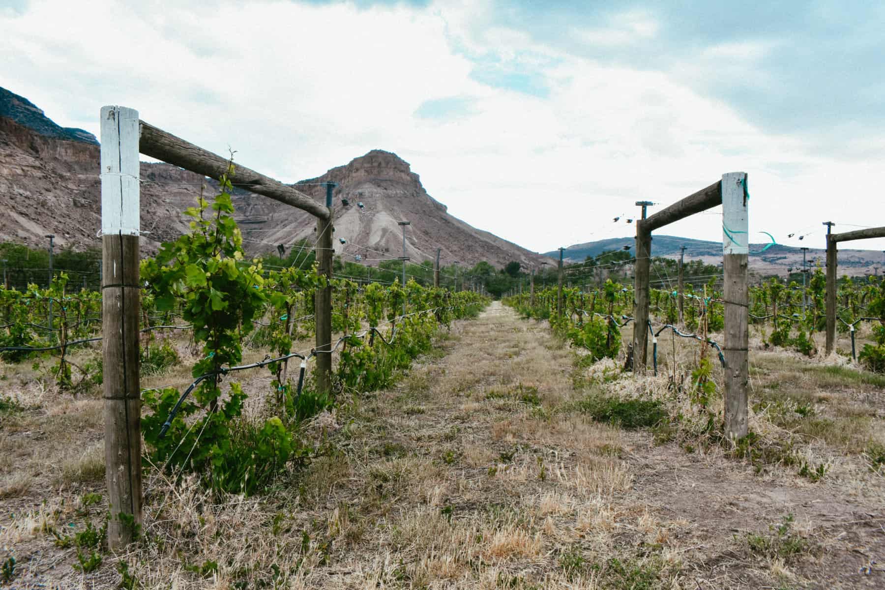 The vineyard rows in Palisade, Colorado.