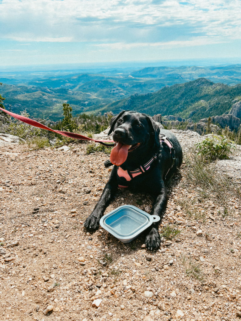 Clover on a hike in South Dakota with mountains in the distance as she drinks water from her collapsible dog bowl.