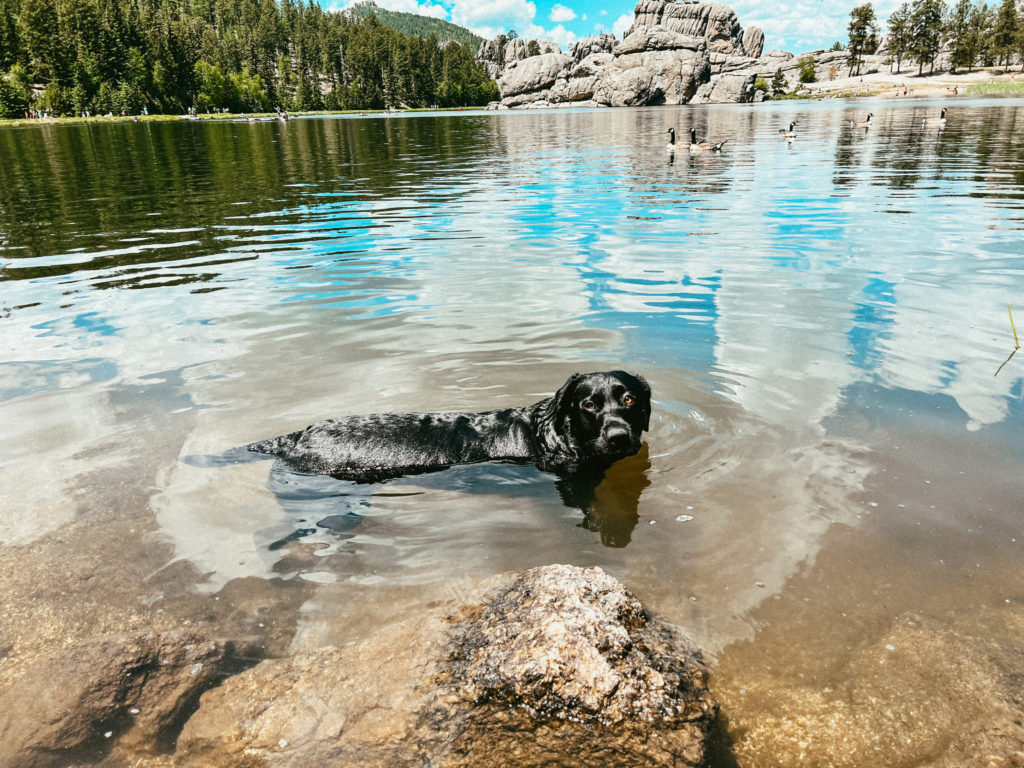 Clover swimming in a lake in Custer State Park.