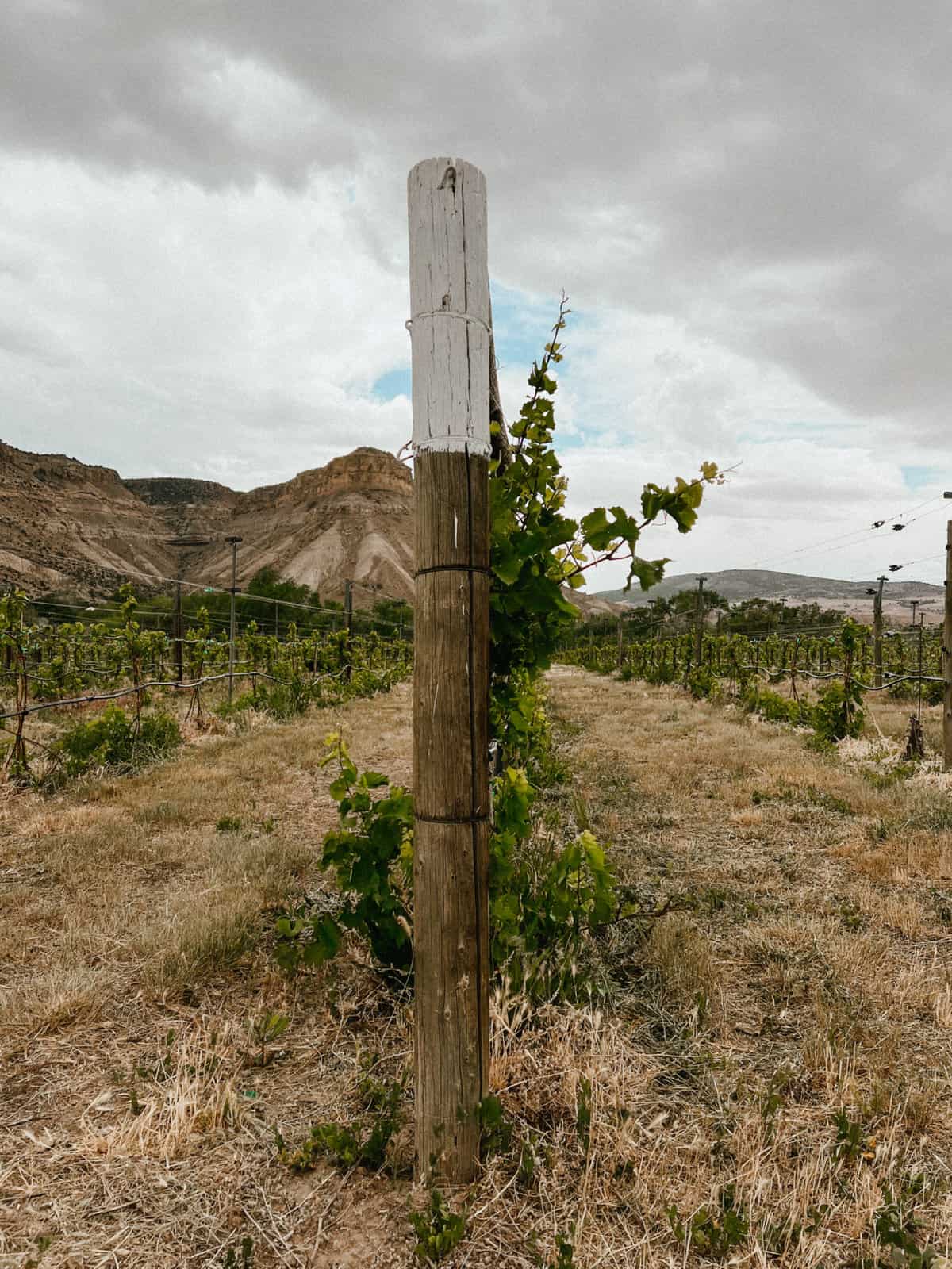 Some of the vines from the local vineyard we stopped at in Palisade.