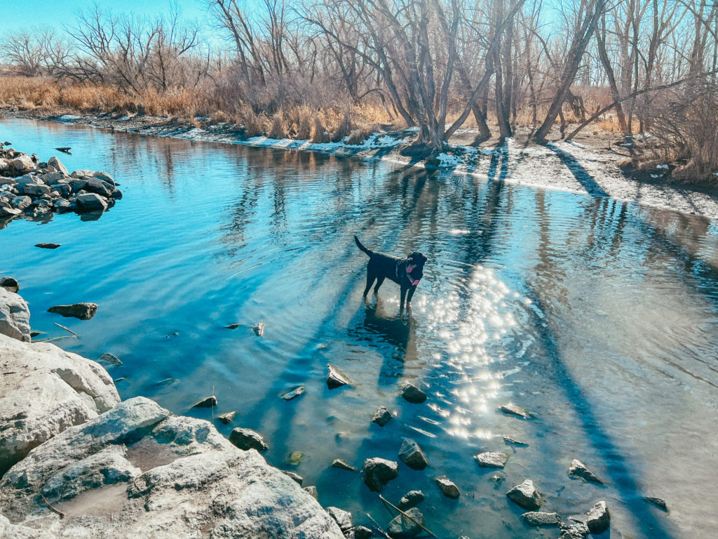 Clover playing in the water at Cherry Creek Dog Park.