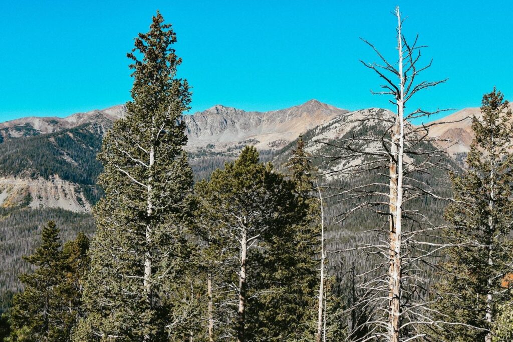 A view from Rocky Mountain National Park with trees and mountains.