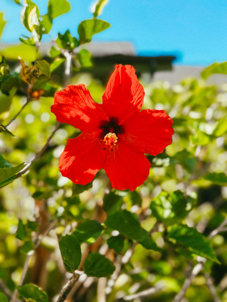 A red Hawaiian flower with greenery in the background.