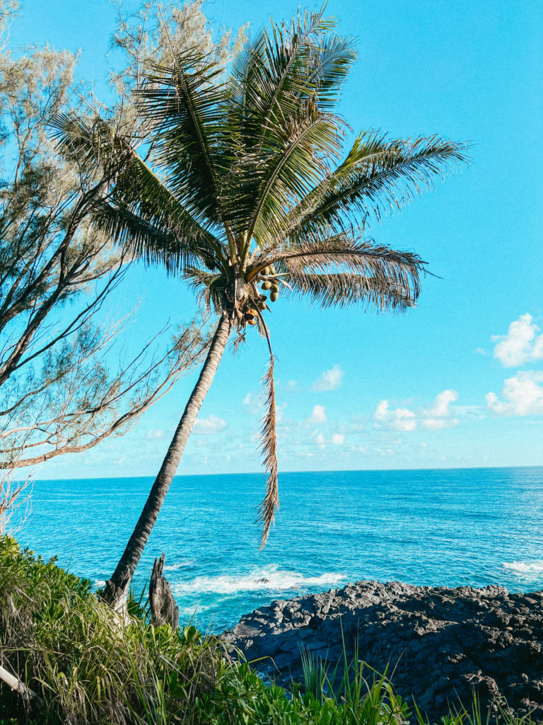A palm tree with coconuts above the ocean.