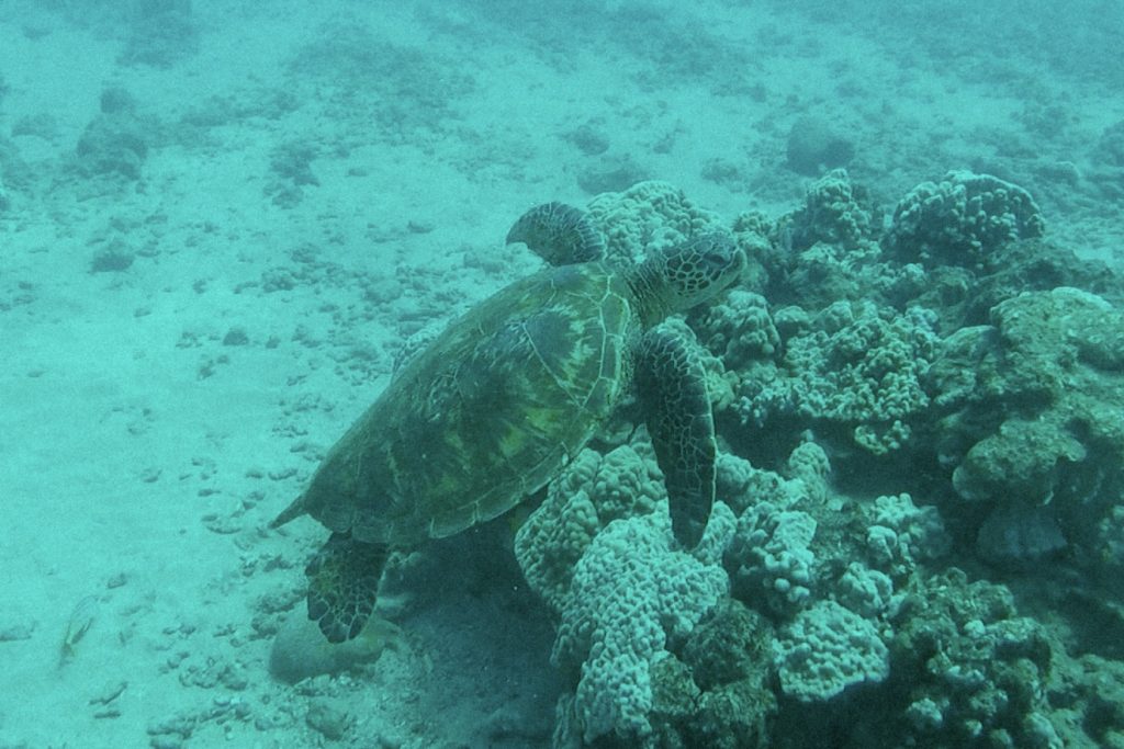 A sea turtle swimming by some coral reef.