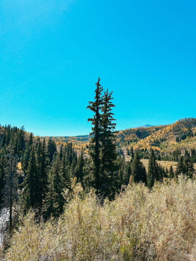 Trees in the wilderness with blue skies up above.