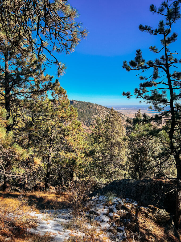 Greenery and trees on a hike in Colorado.