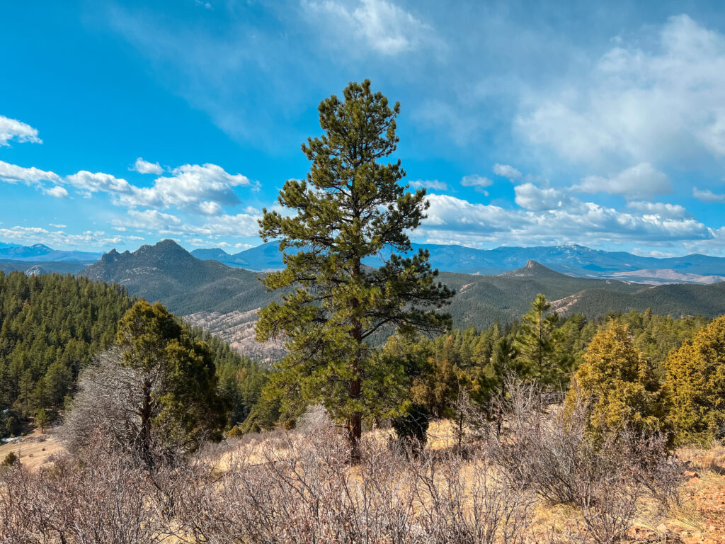 Greenery and trees with the mountains in the distance on a hike in Colorado.