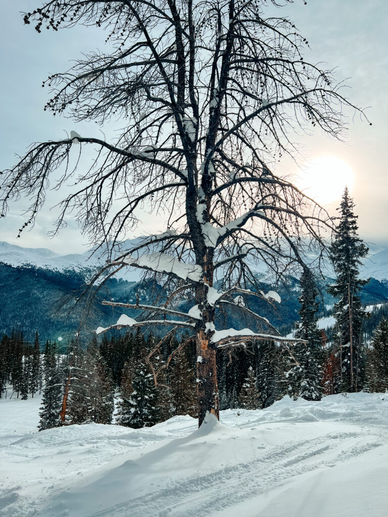 A tree on a ski slope with snowy mountains in the distance.