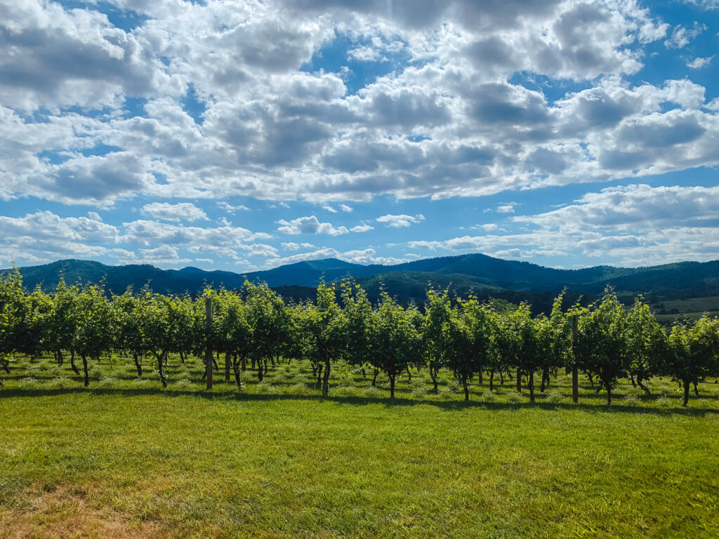 One of the best wineries in Charlottesville, Virginia overlooking the Blue Ridge Mountains. 