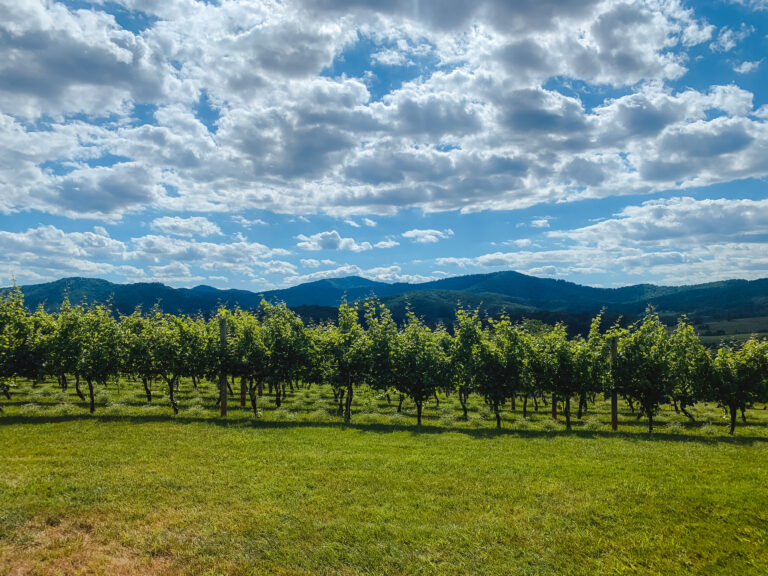 20 of the Best Wineries in Charlottesville
