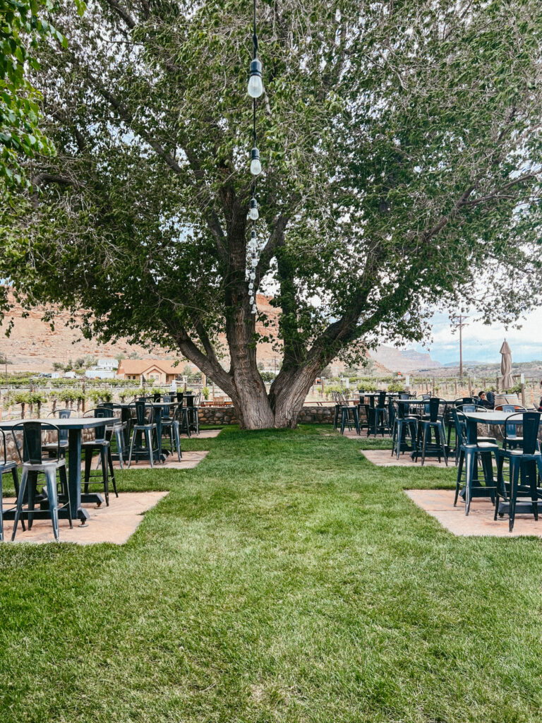 A beautiful tree with outdoor seating at a winery. 