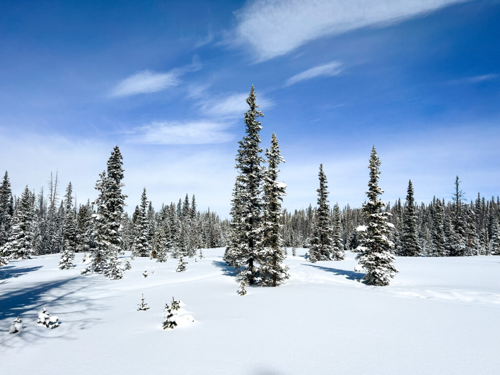 Trees surrounded by snow at a ski resort.