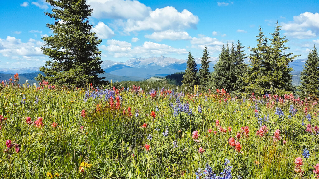 Wildflowers growing in the wilderness with mountains in the distance.
