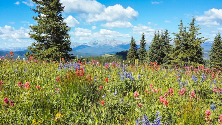 14 BEST Wildflower Hikes In Colorado
