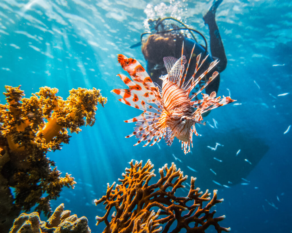 A scuba dive swimming towards a coral reef and a lion fish.