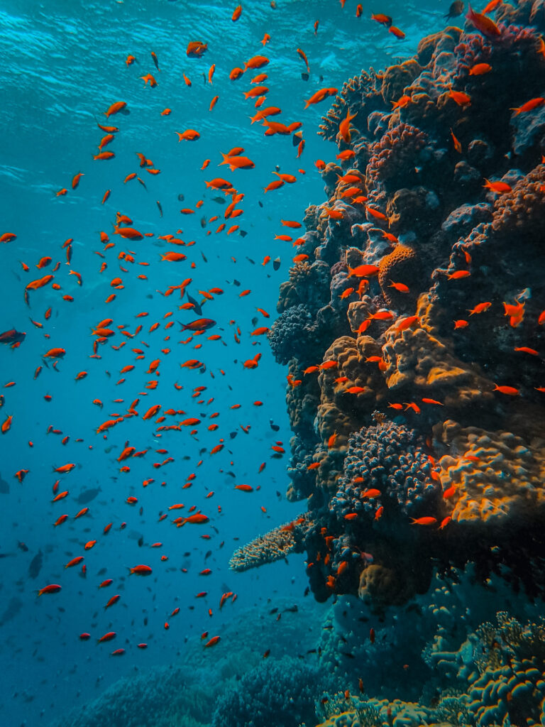 A school of fish surrounding a coral reef in the ocean.