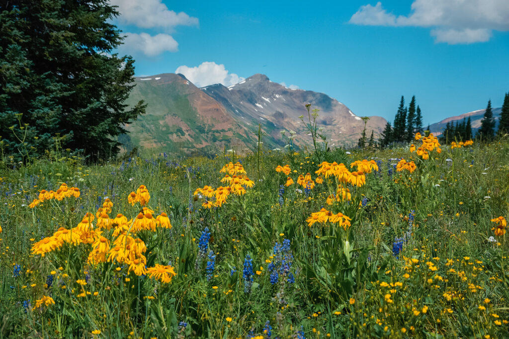 Gorgeous yellow and blue wildflowers growing in a green field with mountains in the distance.