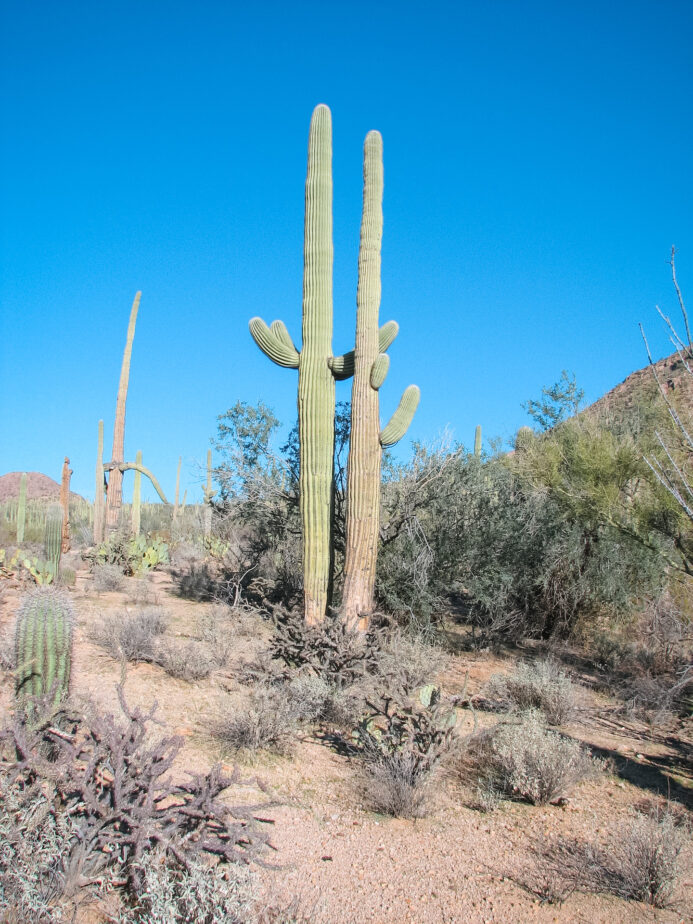 Large cacti standing tall in the desert with blue skies up above.