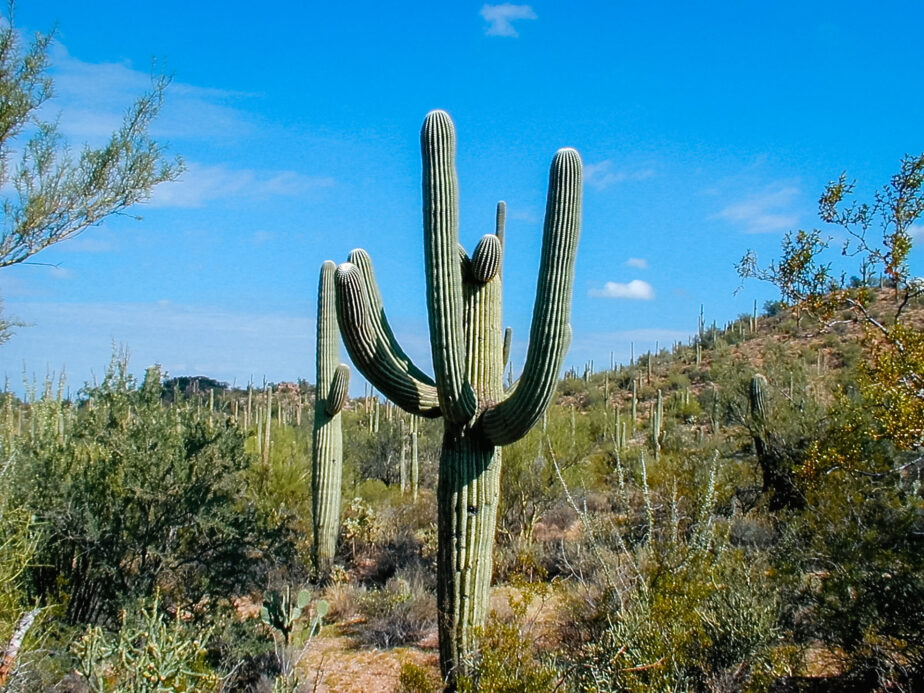 A cactus standing tall from one of the best hikes in Saguaro National Park. 