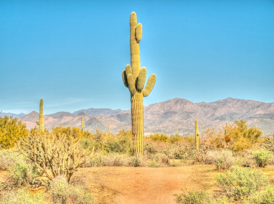 A cactus standing tall with blue skies and mountains in the distance.
