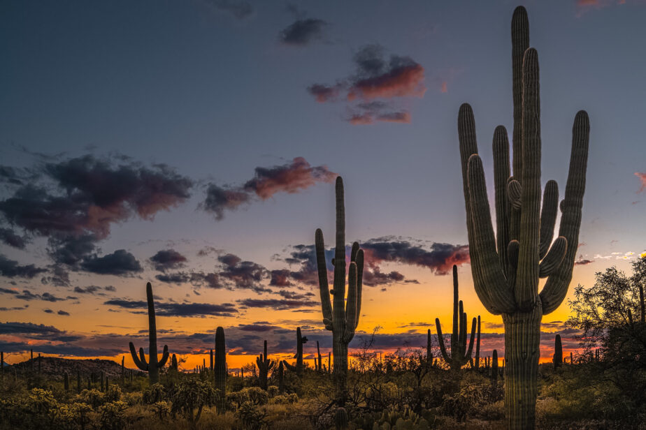 Multiple large cacti standing tall as the sun sets in the distance.