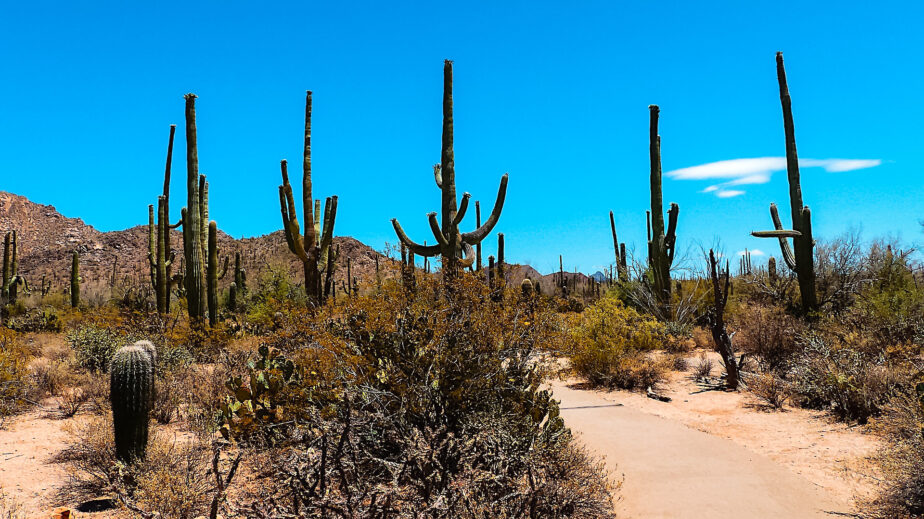 Multiple large cacti standing tall in the desert.
