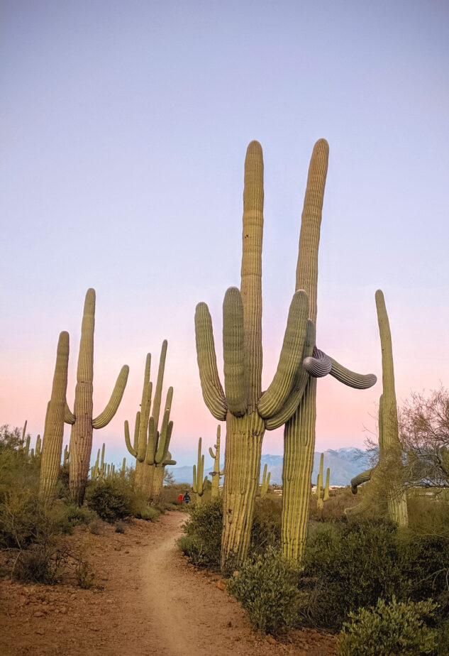 Large cacti standing tall in the desert with blue and pink skies in the background.