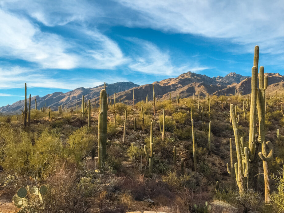 Multiple large cacti standing tall in a desert landscape with mountains in the distance.
