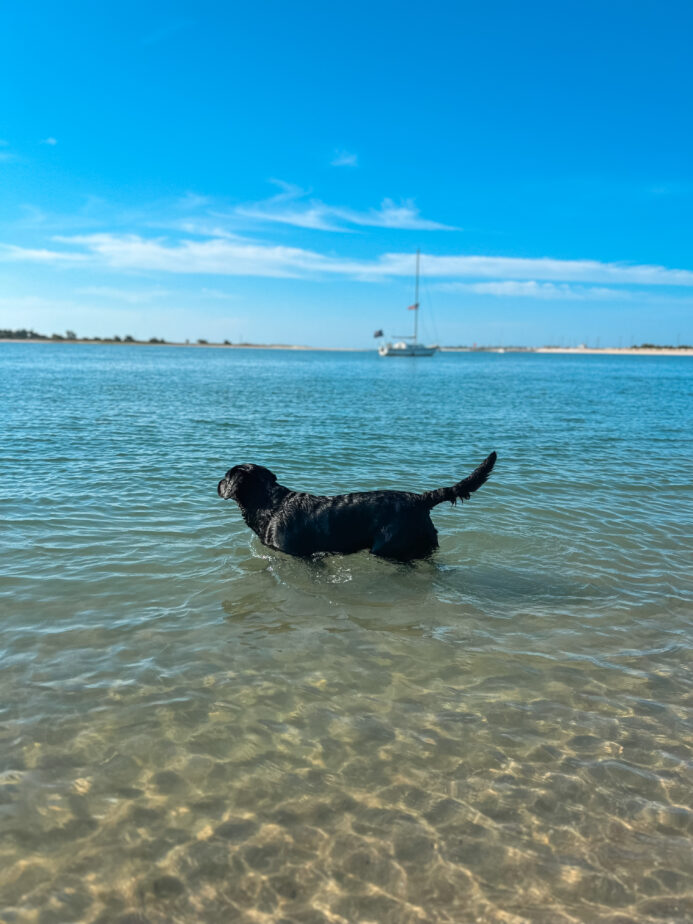 Clover cooling off in the water at Radio Island.