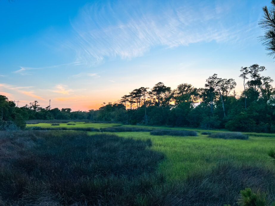 The sun setting over swamp like greenery in North Carolina.