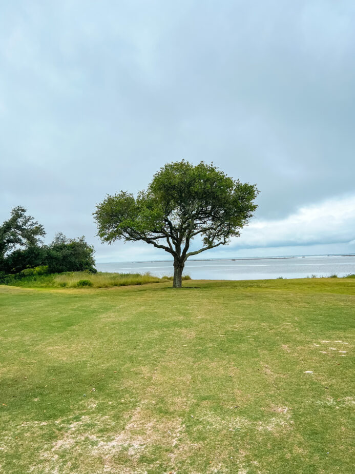 A tree at a golf course near Atlantic Beach NC.
