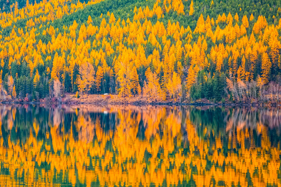 The trees beginning to change color in Montana during the fall months.