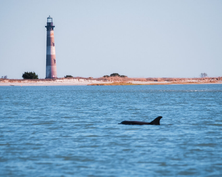 Morris Island Lighthouse in the distance with a dolphin swimming in the water.