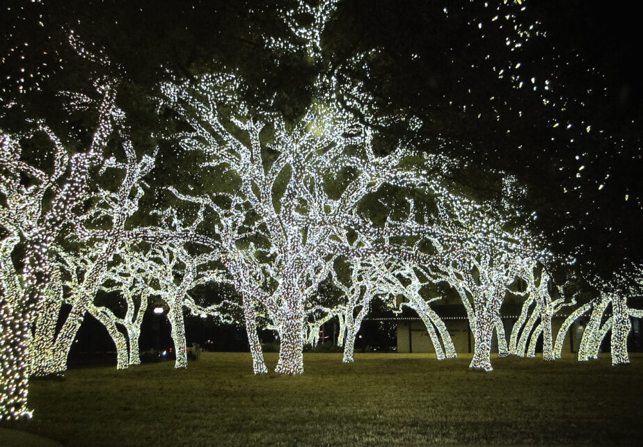 Christmas lights on trees in Texas.