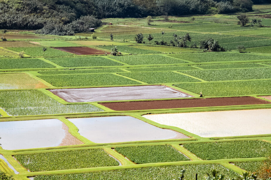 A farm in Kauai with different fields.