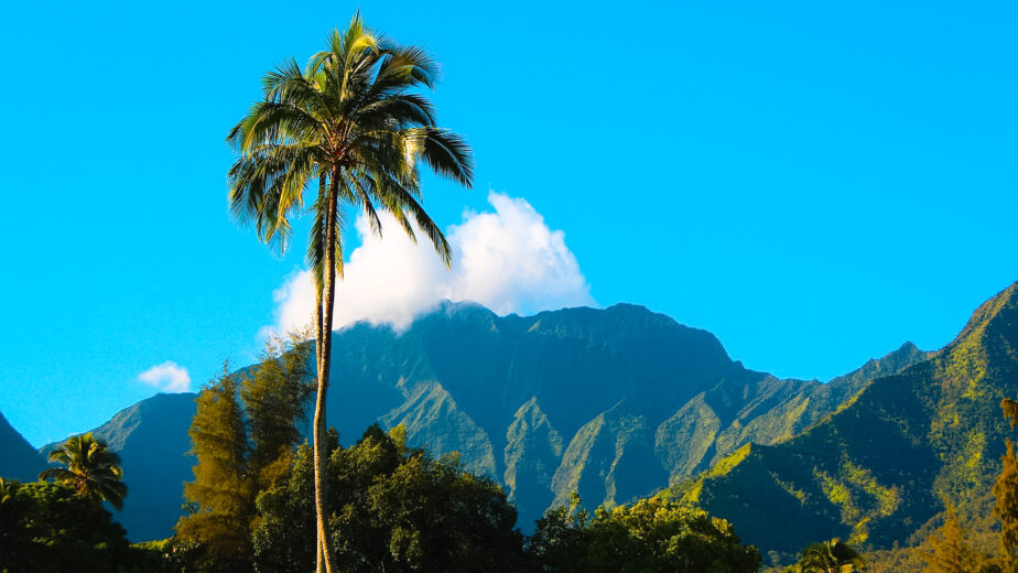 Mountain views in Kauai with a palm tree in the front.