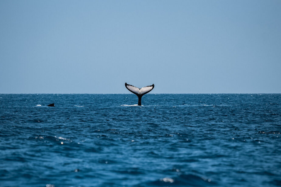 A whale jumping in the ocean.