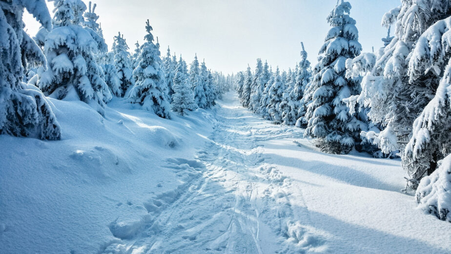 A winter hike through a snowy trail with trees surrounding it.