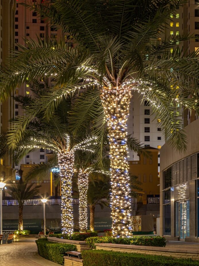 Palm trees decorated with Christmas lights.