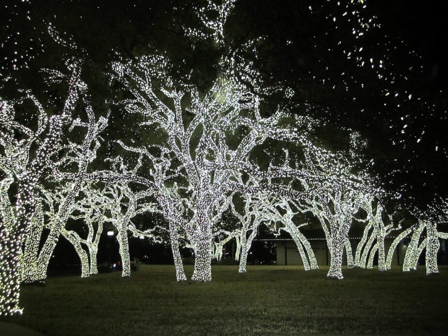 Christmas lights on several trees in Texas.