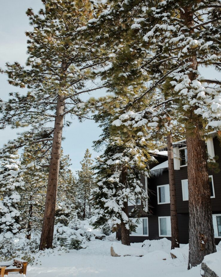 Snow covered trees and an apartment complex in Lake Tahoe.