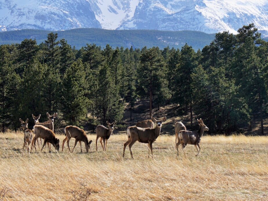 Deer in an open space in Colorado.