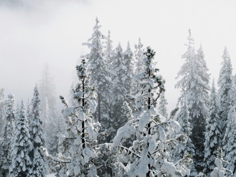 Snow covered trees and a grey sky.