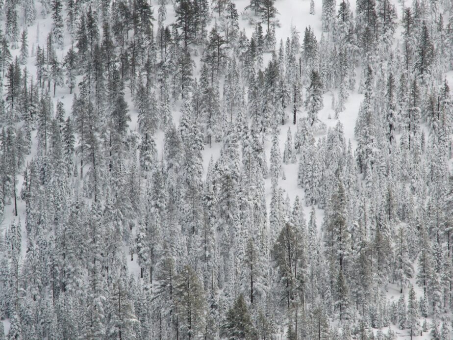 A snow covered tree landscape.