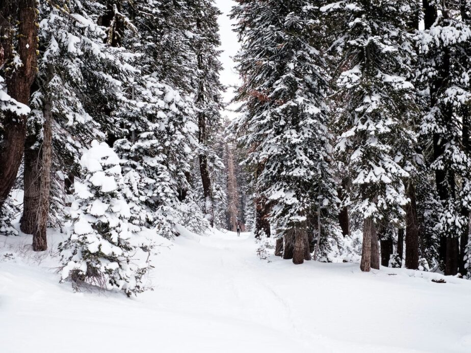 Snow covered trees and a path through the wilderness covered in snow in California.