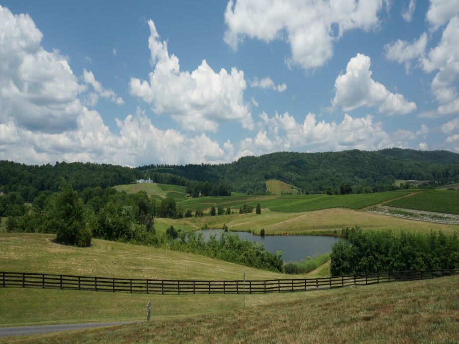 A vineyard in Virginia with blue and cloudy skies above.