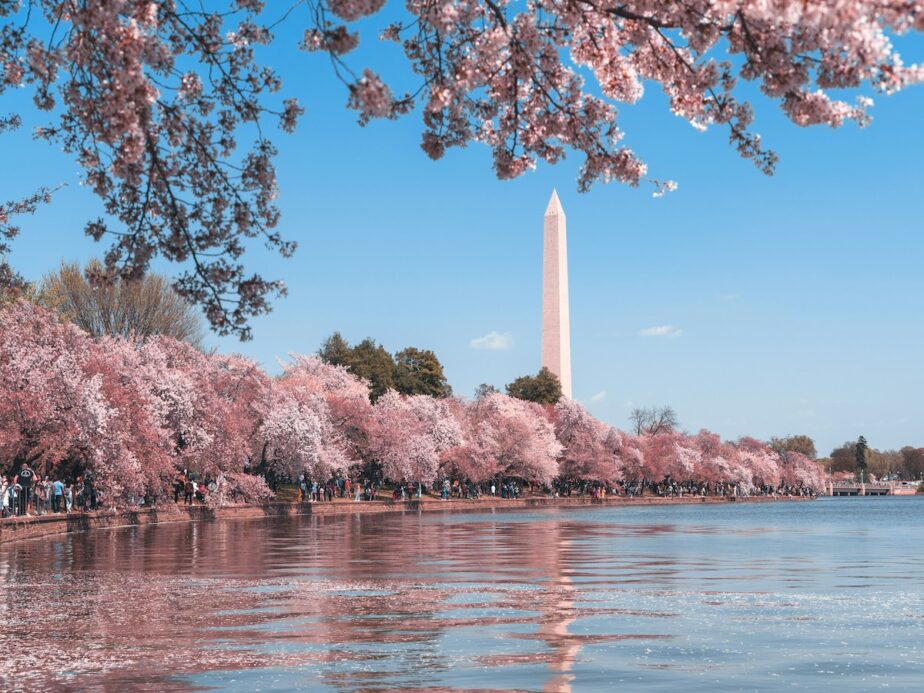 Washington DC during cherry blossom season.