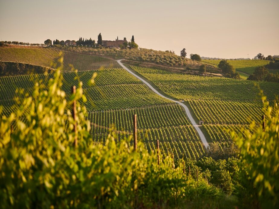 Rolling hills with rows of vines in Tuscany.